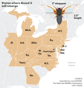 Cicadas Map